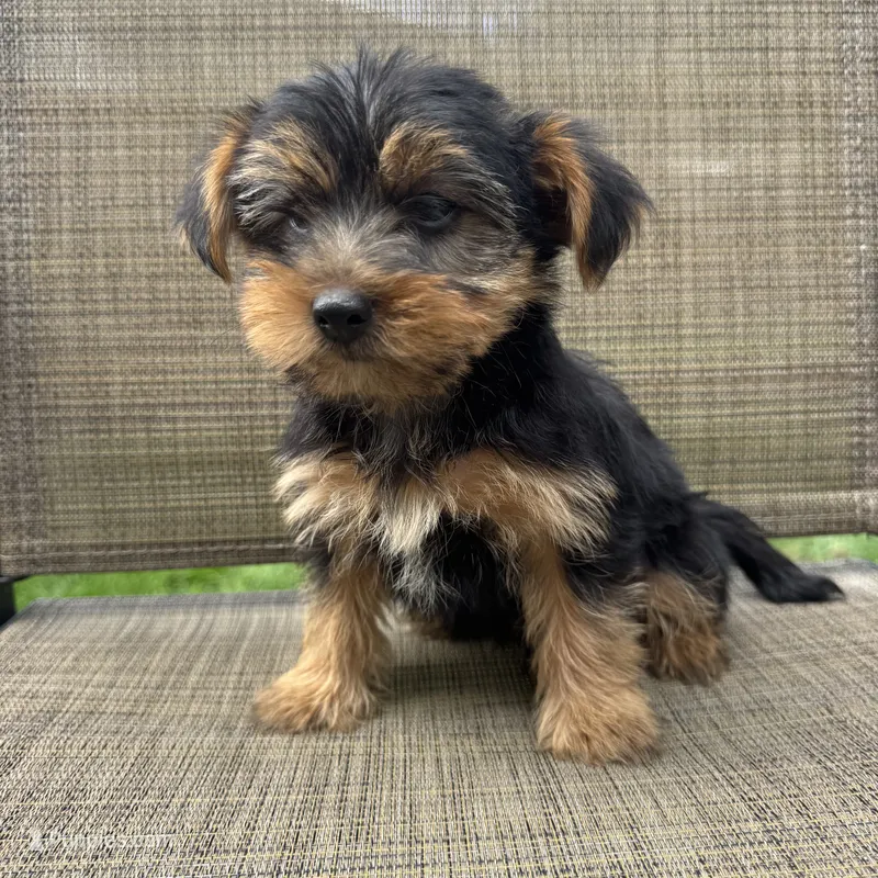 Max – Yorkshire Terrier puppy for sale in Chesterfield, MI