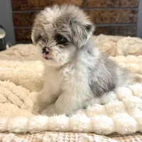 Oscar, a male Pomeranian and Shih Tzu for sale in Chesterfield, MI – 5 of 10