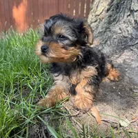 Trevor , a male Yorkshire Terrier for sale in Chesterfield, MI – 5 of 7