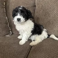 Tony, a male Havapoo for sale in Chesterfield, MI – 6 of 8