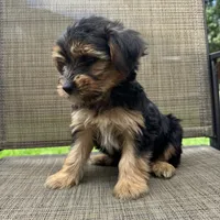 Chase, a male Yorkshire Terrier for sale in Chesterfield, MI – 4 of 6