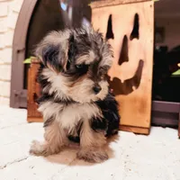 Alexa, a female Maltese and Yorkshire Terrier for sale in Macomb, MI – 9 of 9