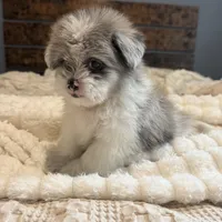 Oscar, a male Pomeranian and Shih Tzu for sale in Chesterfield, MI – 3 of 10