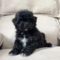 Benji, a male Shihpoo for sale in Chesterfield, MI – 4 of 7