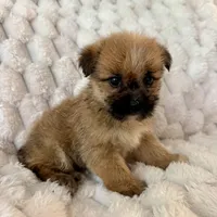 Lyla, a female Pomeranian and Shih Tzu for sale in Chesterfield, MI – Photo 1 of 4