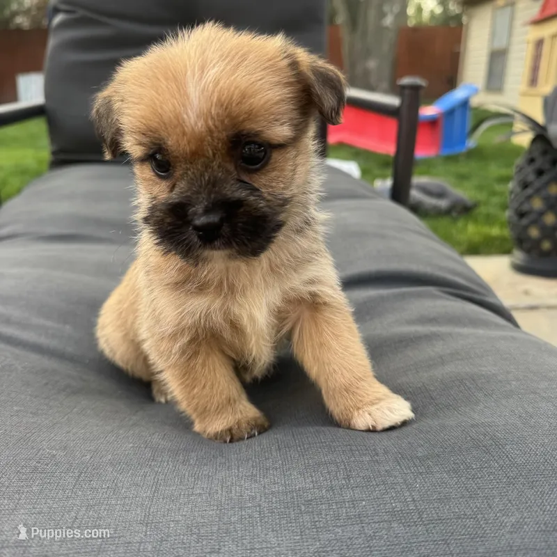 Lyla – Pomeranian, Shih Tzu puppy for sale in Chesterfield, MI