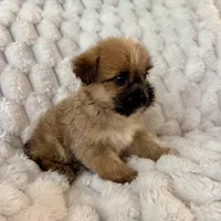 Lyla, a female Pomeranian and Shih Tzu for sale in Chesterfield, MI – Photo 4 of 4
