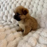 Lyla, a female Pomeranian and Shih Tzu for sale in Chesterfield, MI – Photo 2 of 4