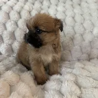 Lyla, a female Pomeranian and Shih Tzu for sale in Chesterfield, MI – Photo 3 of 4