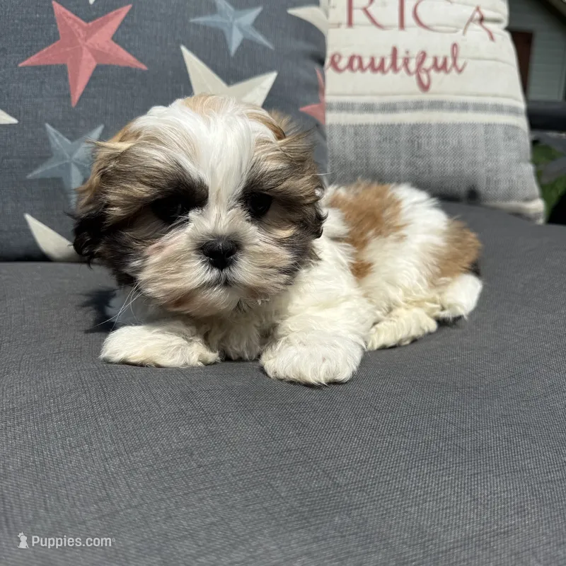 Stew  – Shichon puppy for sale in Chesterfield, MI