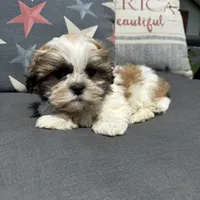 Stew , a male Shichon for sale in Chesterfield, MI – 3 of 4