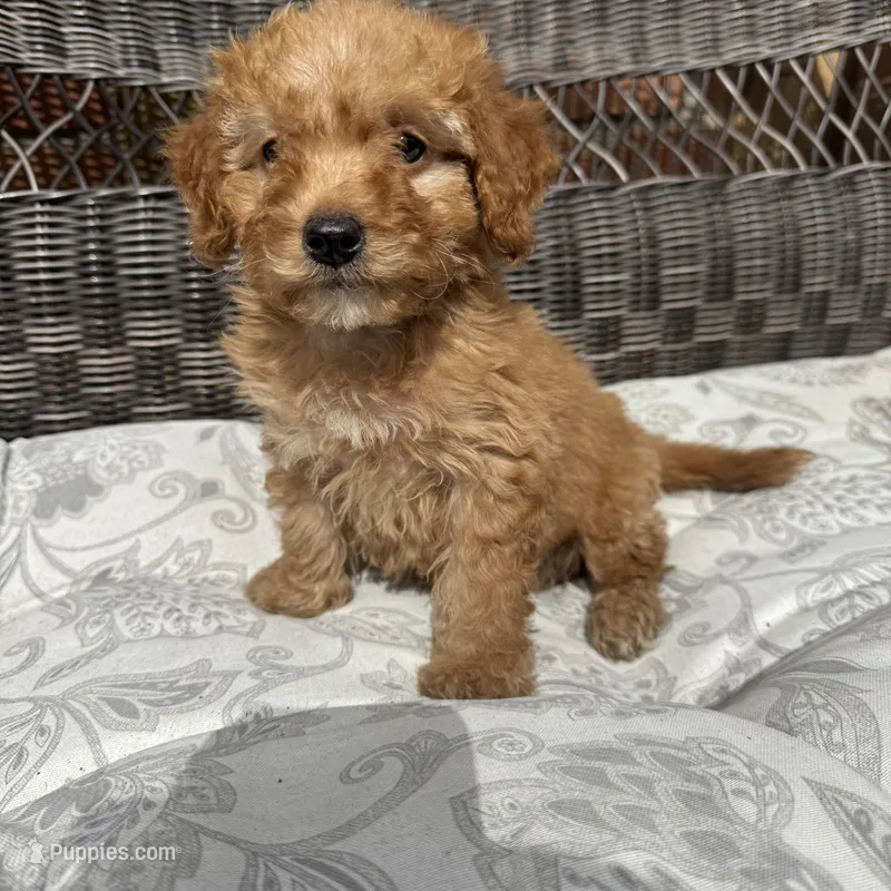Chucky – Poodle - Miniature  puppy for sale in Chesterfield, MI