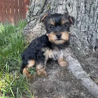 Tanner , a male Yorkshire Terrier for sale in Chesterfield, MI – 6 of 6