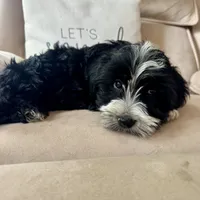 Carl , a male Yorkipoo for sale in Chesterfield, MI – 3 of 3