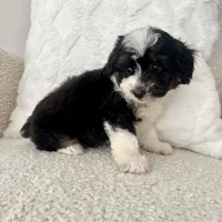 Reba, a female Miniature Aussiedoodle for sale in Chesterfield, MI – 4 of 7