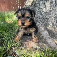 Trevor , a male Yorkshire Terrier for sale in Chesterfield, MI – 4 of 7