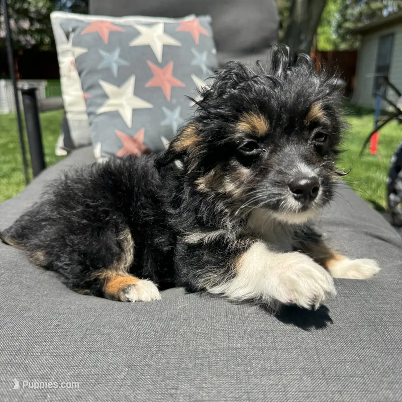Will  – Miniature Aussiedoodle puppy for sale in Chesterfield, MI