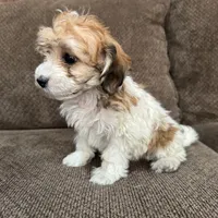 Adriana, a female Havapoo for sale in Chesterfield, MI – 6 of 7