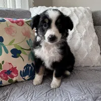 Lily , a female Miniature Australian Shepherd for sale in Chesterfield, MI – Photo 5 of 6