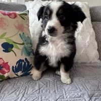 Lily , a female Miniature Australian Shepherd for sale in Chesterfield, MI – Photo 1 of 6