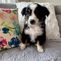 Lily , a female Miniature Australian Shepherd for sale in Chesterfield, MI – Photo 2 of 6
