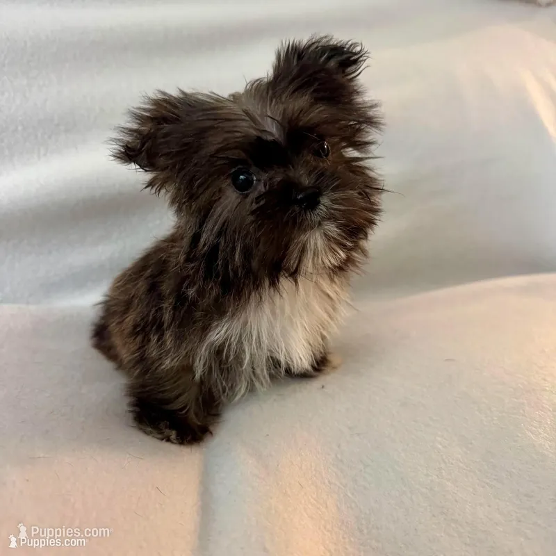 Sally – Shorkie puppy for sale in Chesterfield, MI