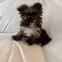 Sally, a female Shorkie for sale in Chesterfield, MI – Photo 3 of 4