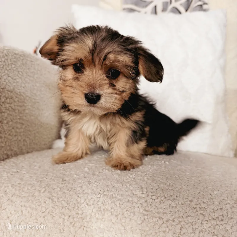 Pauly – Yorkshire Terrier puppy for sale in Macomb, MI