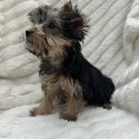 Vinny, a male Yorkshire Terrier for sale in Chesterfield, MI – 5 of 6