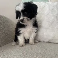 Alan, a male Miniature Aussiedoodle for sale in Chesterfield, MI – 3 of 7