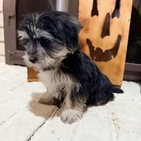 Bridgette, a female Morkie for sale in Macomb, MI – 5 of 6