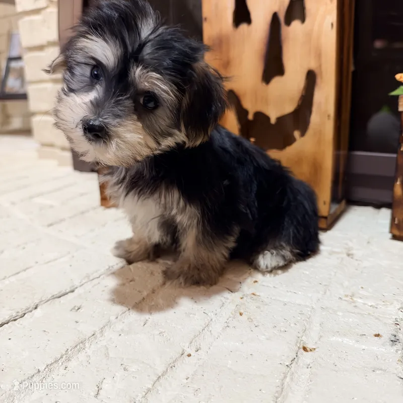 Stan – Maltese, Yorkshire Terrier puppy for sale in Macomb, MI