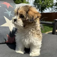 Henry , a male Bichon Frise and Shih Tzu for sale in Chesterfield, MI – 5 of 6
