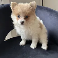 Shelly, a female Pomeranian for sale in Chesterfield, MI – 2 of 4