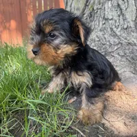 Teddy, a male Yorkshire Terrier for sale in Chesterfield, MI – 4 of 6
