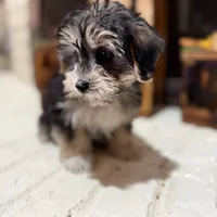 Greg, a male Morkie for sale in Macomb, MI – 2 of 8