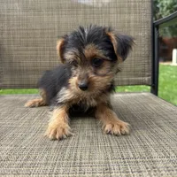 Carl, a male Yorkshire Terrier for sale in Chesterfield, MI – 7 of 9