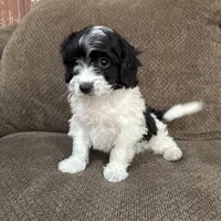 Tony, a male Havapoo for sale in Chesterfield, MI – 4 of 8