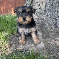 Tanner , a male Yorkshire Terrier for sale in Chesterfield, MI – 4 of 6