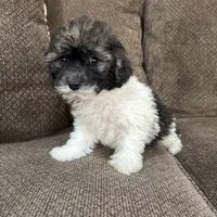 Carmela, a female Havapoo for sale in Chesterfield, MI – 6 of 6