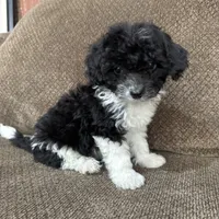 Meadow, a female Havapoo for sale in Chesterfield, MI – 6 of 8