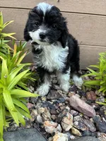 Garrett, a male Miniature Aussiedoodle for sale in Chesterfield, MI – 2 of 4