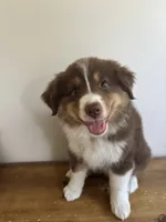 Phoebe, a female Miniature Australian Shepherd for sale in Chesterfield, MI – 2 of 5