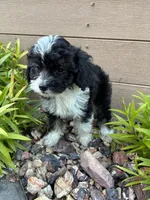 Garrett, a male Miniature Aussiedoodle for sale in Chesterfield, MI – 4 of 4