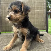 Carl , a male Yorkshire Terrier for sale in Chesterfield, MI – 2 of 10