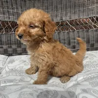 Chucky, a male Poodle - Miniature  for sale in Chesterfield, MI – 2 of 10