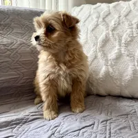 Benny , a male Shih Tzu and Yorkshire Terrier for sale in Chesterfield, MI – 4 of 4
