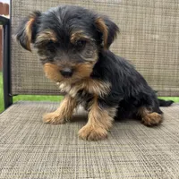 Pauly, a male Yorkshire Terrier for sale in Chesterfield, MI – 5 of 7