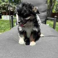 Will , a male Miniature Aussiedoodle for sale in Chesterfield, MI – 2 of 4