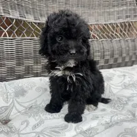 Carly, a female Poodle - Miniature  for sale in Chesterfield, MI – 4 of 7